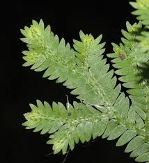 Image result for Selaginellaceae