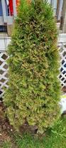 Image result for thuja drying out dead dried symptoms)
