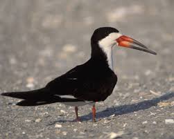 Birds Of New Jersey Field Guide Black Skimmer 5 16 98 Cape May Nj Birds Bird Life List Sea Birds