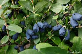 Жимолость Берель: особенности сорта, посадка, уход, обрезка, размножение, отзывы