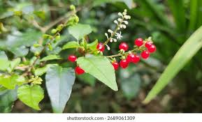 Image result for Petiveriaceae