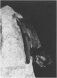 Image result for Perotis patens