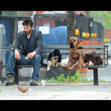 Sad Dogues Sad Cat Sad Keanu 9gag