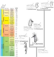 Image result for Trichoneura