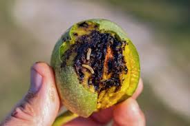 Image result for antraknóza ořešáku