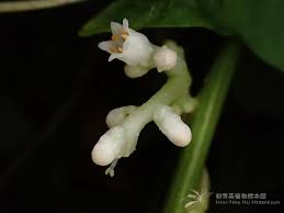 Image result for Cuscuta hyalina
