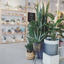 Une Grande Variete De Plantes En Magasin Inspiration Plants Design