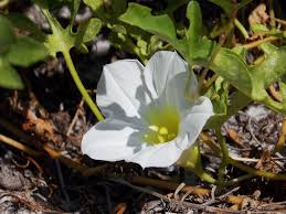 Image result for Ipomoea stolonifera