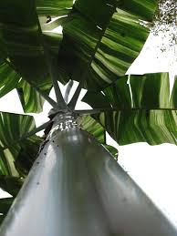 We did not find results for: Private Collection Specimen Cold Hardy Musa Thai Variegated Banana Tree Kens Nursery