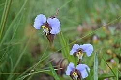 Image result for Commelina triangulispatha