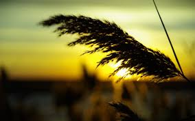 Download hd wallpapers for free on unsplash. Sundowns Desktop Wallpapers Beautiful Pictures Daily Update