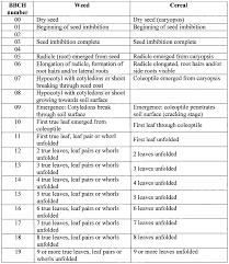 Image result for Echinochloa brevipedicellata