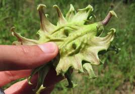 Image result for Harpagophytum zeyheri