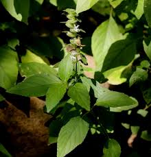 Image result for Phaulopsis imbricata