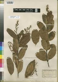 Image result for Trichoscypha lucens