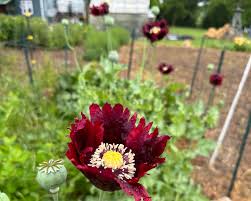 Image result for Papaver somniferum Black