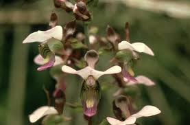 Image result for Eulophia horsfallii