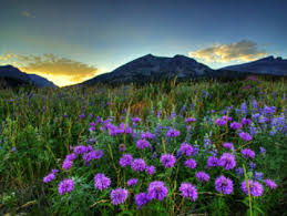 Crizanteme in vaza flori de toamna imagini de colorat flori. Un Peisaj De Toamna Poze Flori Mimiami