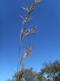 Image result for Hyperthelia dissoluta