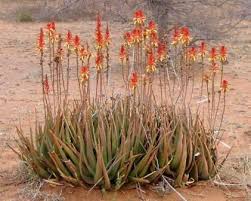 Image result for Aloe lutescens