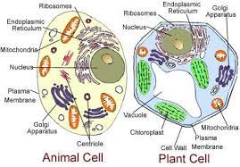 Animal cells have one or more vacuoles which are smaller in shape. Plant And Animal Cells Test Flashcards Quizlet