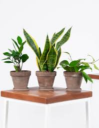 Maybe you would like to learn more about one of these? 13 Houseplants For Beginners What You Need As A First Time Plant Owner Glamour