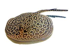 freshwater stingray care sheet