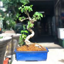 25cm Ligustrum Bonsai in Glazed Pot W/ Free Shipping!