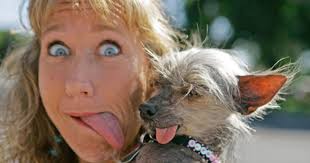 Banixx is a great product for ear infections for my dog! World S Ugliest Dogs Cbs News