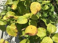 紫陽花の葉や茎が白くなります 西日も当たり 葉が黒く焼けてしまう事も Yahoo 知恵袋