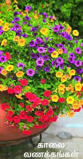 Pin By Revathi Nandhini On Good Morning In Tamil Container Flowers Container Garden Design Flower Pots Outdoor