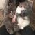 Fat Persian Cat