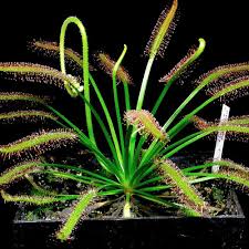 Image result for Drosera