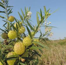 Image result for Gomphocarpus physocarpus