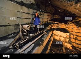 Image result for isolona