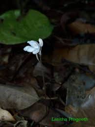 Image result for Didymoplexis