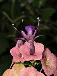 Image result for Karomia speciosa