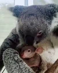 Pin By Connie L Fletcher On Koalas Cute Baby Animals Animals Beautiful Cute Animal Pictures