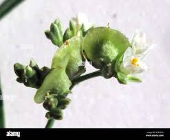 Image result for Limeum