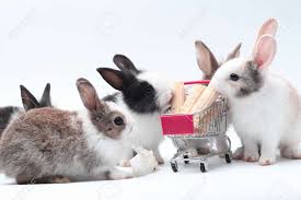 See baby bunny stock video clips. Young Adorable Bunny Stand On White Background Cute Baby Rabbit Stock Photo Picture And Royalty Free Image Image 155679888
