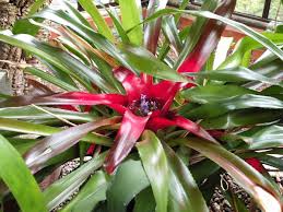 Neoregelia Princeps Is A Species In The Genus Neoregelia This Species Is Native To Brazil Bromeliads House Plants Plants