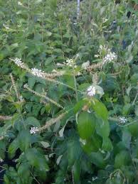 Image result for Lannea virgata