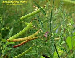 Image result for Aeschynomene indica