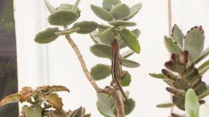 I Watched This Anole Visit Each Of My Fuzzy Kalanchoes And Rub Himself All Over The Leaves At First I Though He Was Molting But I Think Succulents Anole Fuzzy