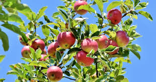 Nome comum a todos os frutos e pseudofrutos frutas é um verbo, presente do indicativo 2a pessoa singular de frutar; Como Proteger O Pomar Da Mosca Das Frutas Com Manejo Integrado