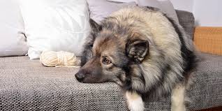 Es tut mir leid, ich kann nicht kommen. Hund Krank Durfen Arbeitnehmer Zu Hause Bleiben Kolnische Rundschau