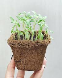 Better homes and gardens lavender essential oil is what i always use for aromatherapy. Home Gardening 101 7 Places To Buy Your Gardening Essentials Philippine Primer