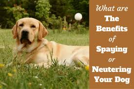 Folks, don't forget to spay and neuter your rock stars. Why Spay Or Neuter Your Dog What Are The Benefits