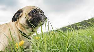 Why Do Dogs Eat Grass