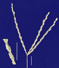 Image result for Digitaria procurrens